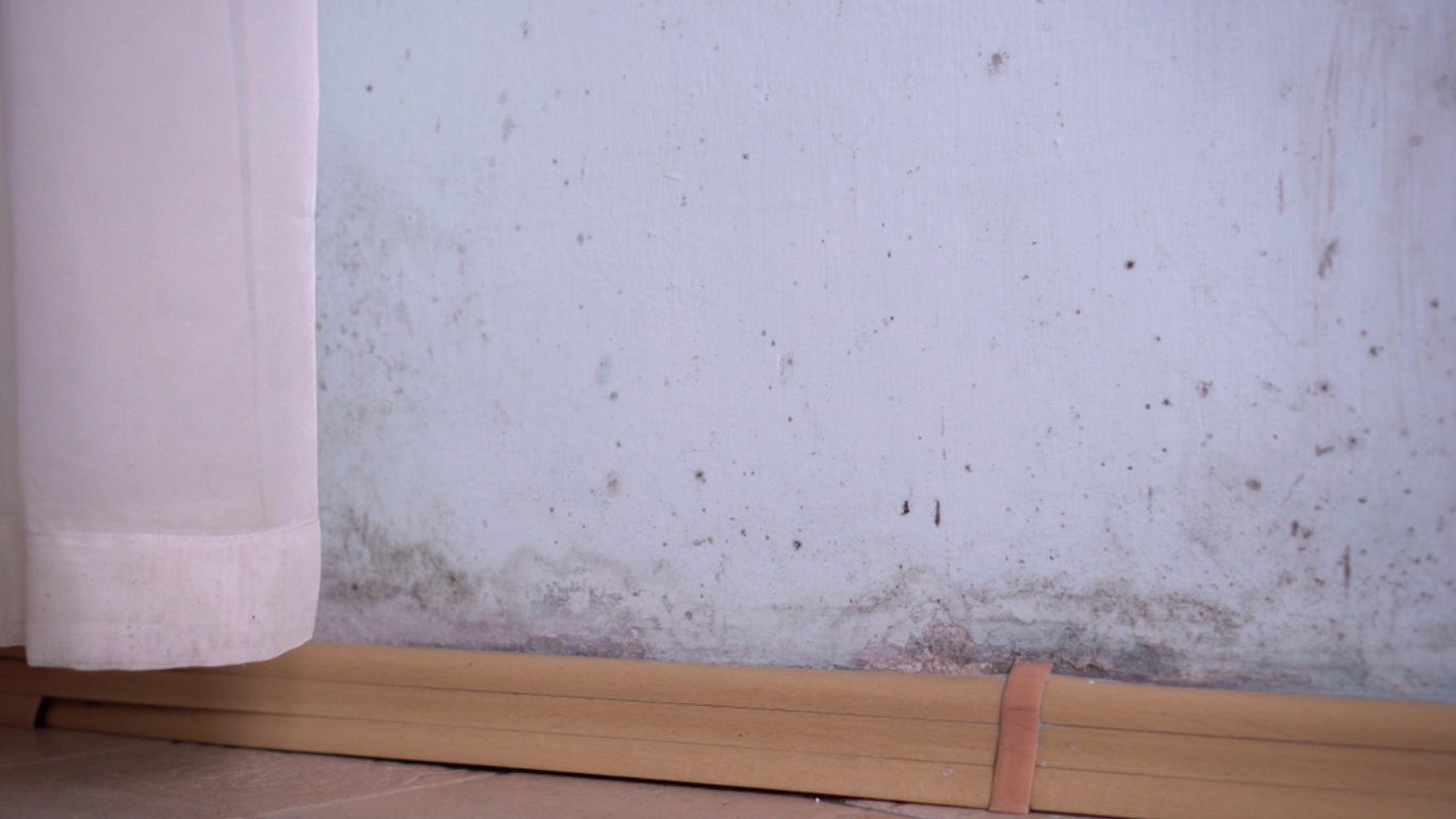 5 Tips to Beat Mould in Your Rental Property